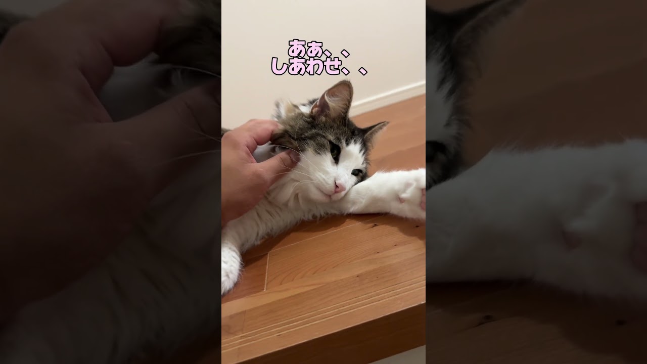 階段を登ったら可愛いやつが！#ノルウェージャンフォレストキャット #norwegianforestcat #猫のいる暮らし