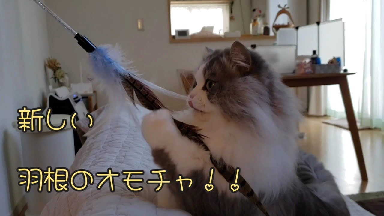 【マンチカン】カインズホームのオモチャを堪能するもふもふ猫😼#マンチカン #猫 #カインズホーム  #おもちゃ