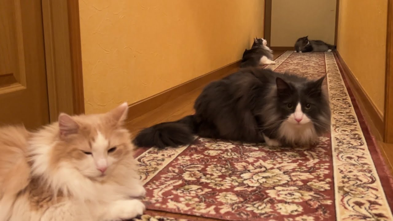 【日常♪】廊下で遊んだり、寝たり…今日も自由気ままなもふ猫たち♡ノルウェージャンフォレストキャットとターキッシュアンゴラ