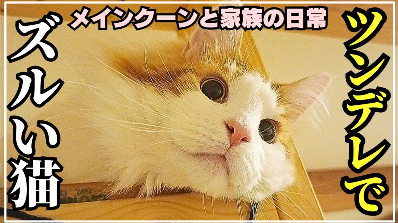ツンデレだけど急に構ってちゃんな大型猫メインクーン