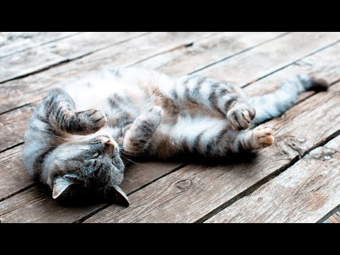 【Re-edit】日本・夏の音 -自然公園  思い出の猫と犬　Summer Park in Japan  & Cat Dog picture
