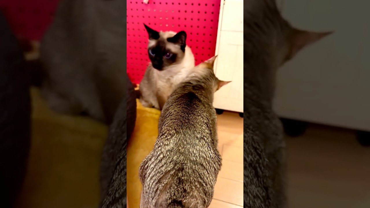 たくさんペロペロしたかったのにたぬき猫に逃げられちゃったシンガプーラなのにゃ♪ #cat #シンガプーラ #トンキニーズ#たぬき猫#singapura#tonkinese