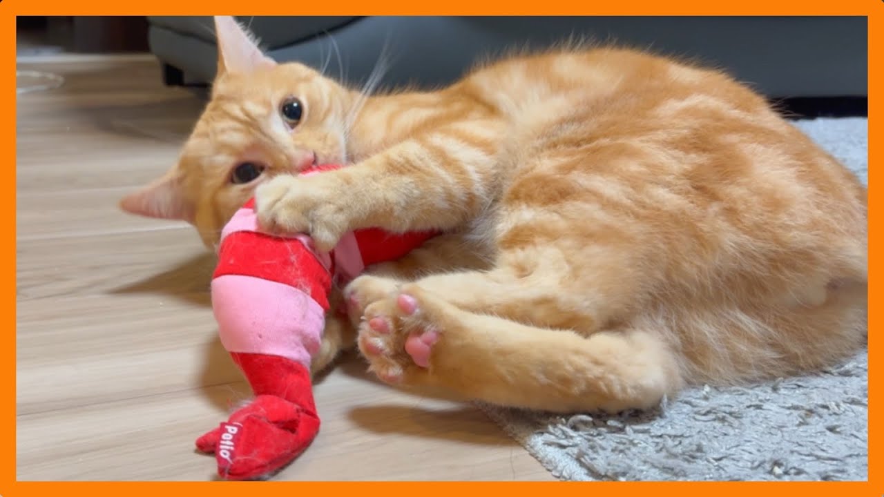 猫と暮らす日常 #79〜蹴りぐるみを一生懸命蹴る猫w〜