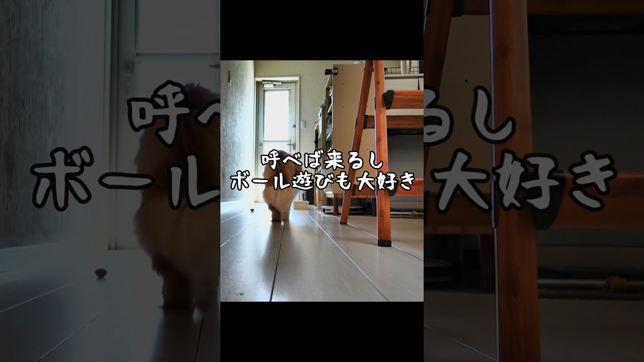 メインクーンは犬だった　#メインクーン #猫なのに犬 #猫好きさんと繋がりたい #ペット初心者向け #猫雑学 #大型猫 #catshorts #shorts