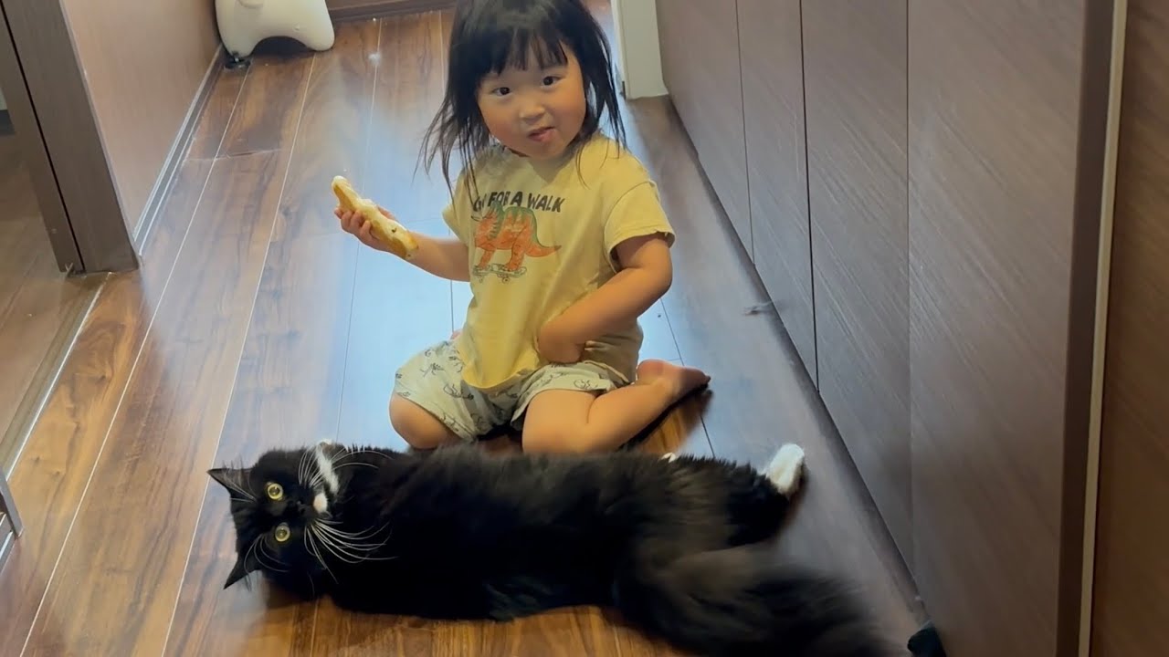 もふもふさせてあげる猫　ラガマフィン　サイベリアンA cat that you can pet. Ragamuffin. Siberian