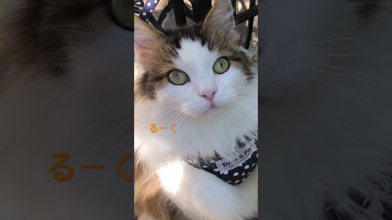 可愛いるーく💕#shorts #cat #ノルウェージャンフォレストキャット #pets #猫のいる暮らし