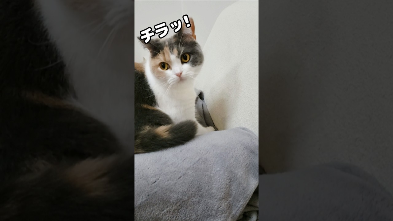 一緒に寝ようとおねだりする猫が可愛すぎました… 笑 #猫 #たまたま・たまちゃん