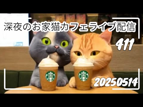 深夜のお家猫カフェライブ配信 ４１１