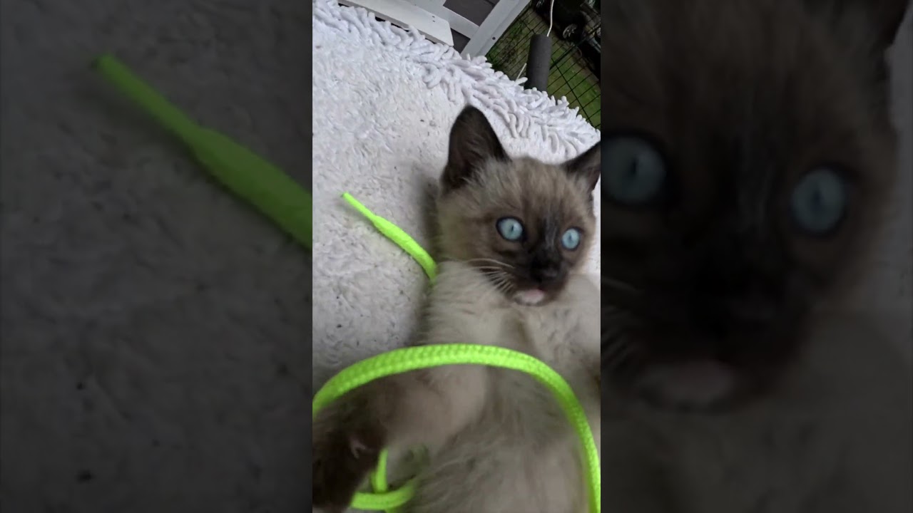 What is he doing! 😂 Cutest Kitten Camera Paw Ever