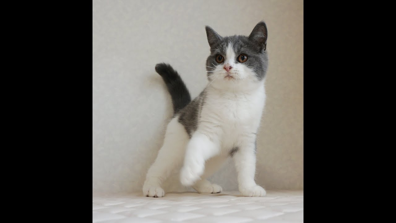 ブリティッシュショートヘアー子猫　British Shorthair　2024.12.18産まれ　ブルー＆ホワイト　男の子　シーダキャット猫のお店