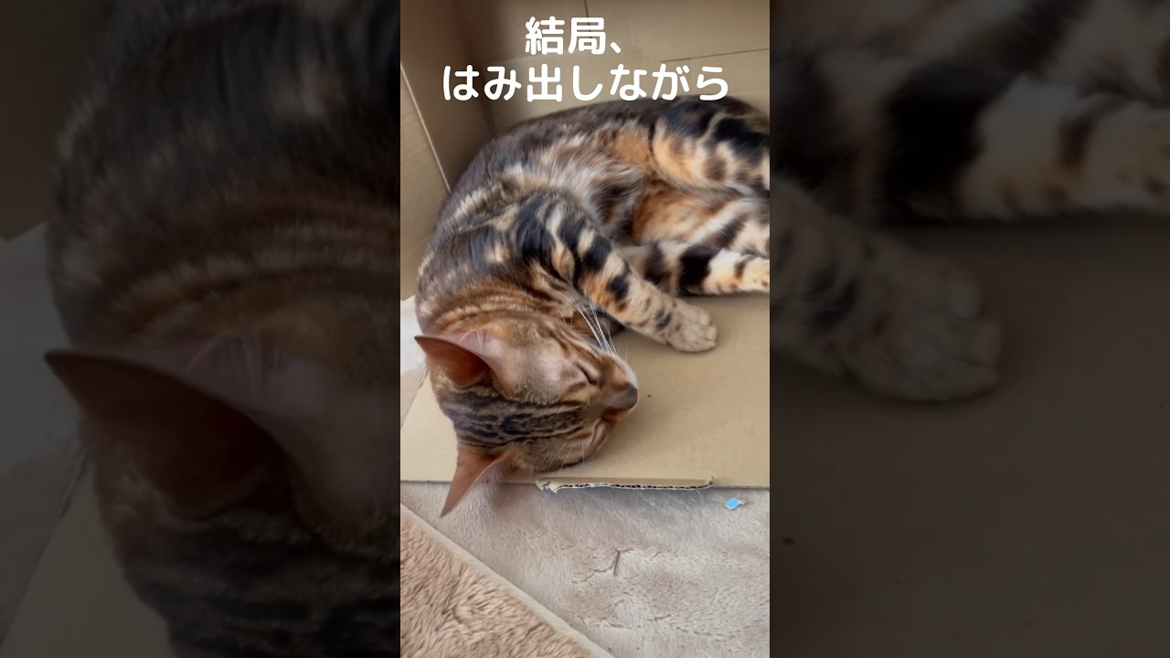 【箱はみ出し猫】液体のはずが、この子ははみ出してもお構い無し。段ボールからでてしまうベンガル猫。 #ベンガル #cat #youtube #猫のいる暮らし #ねこ #保護猫 #shorts