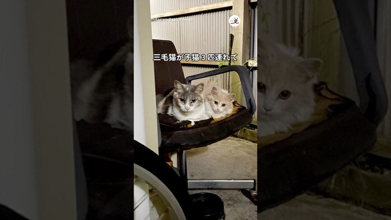 子連れの母猫が心を開くまで｜PECO