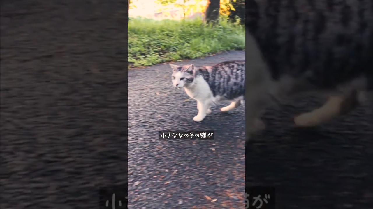 なぜか逃げてしまった小さな女の子の猫