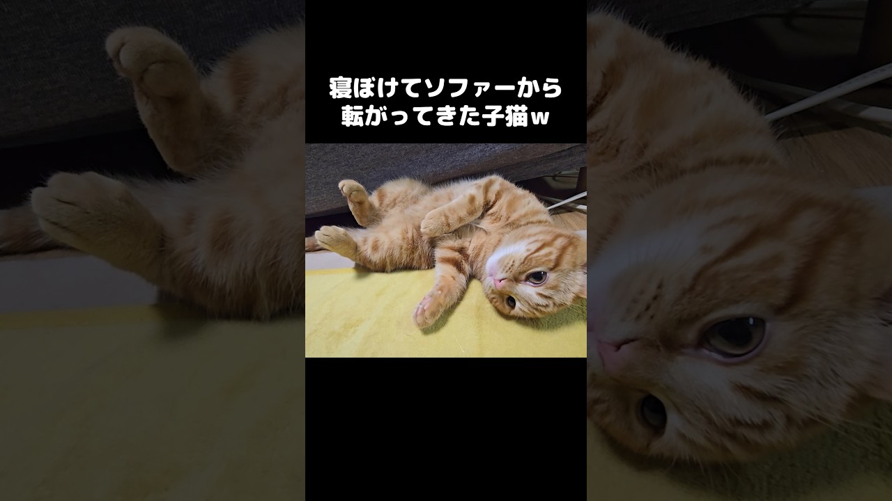 寝ぼけてソファーから転がって来た子猫...笑 Sleepy kitten rolled off the couch… and didn’t care 😴