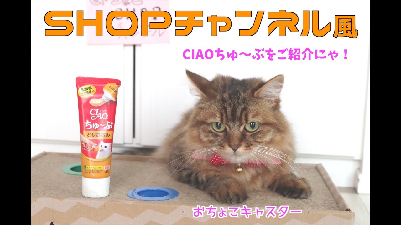 猫大好き！チャオチュールのチューブ版をあげた【かわいいマンチカン】