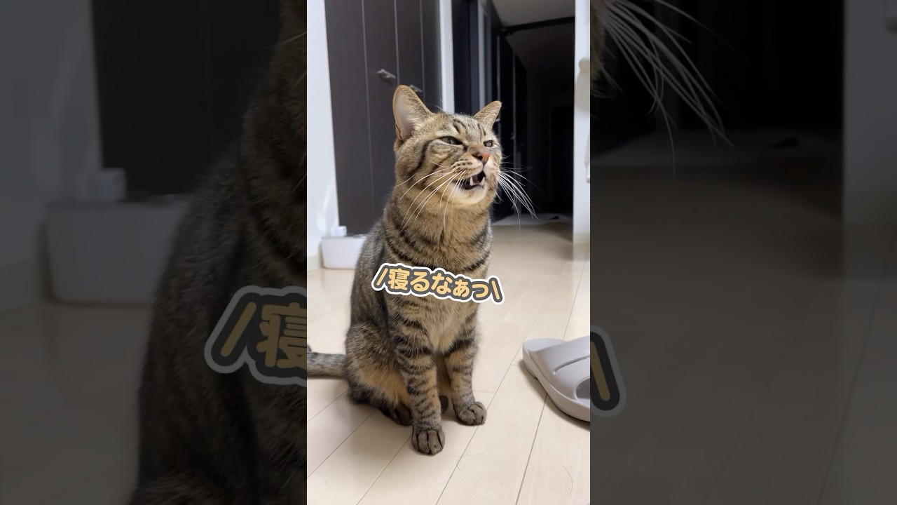 「まだ寝ないのぉぉっ」と、キレ気味にわがままを言う猫