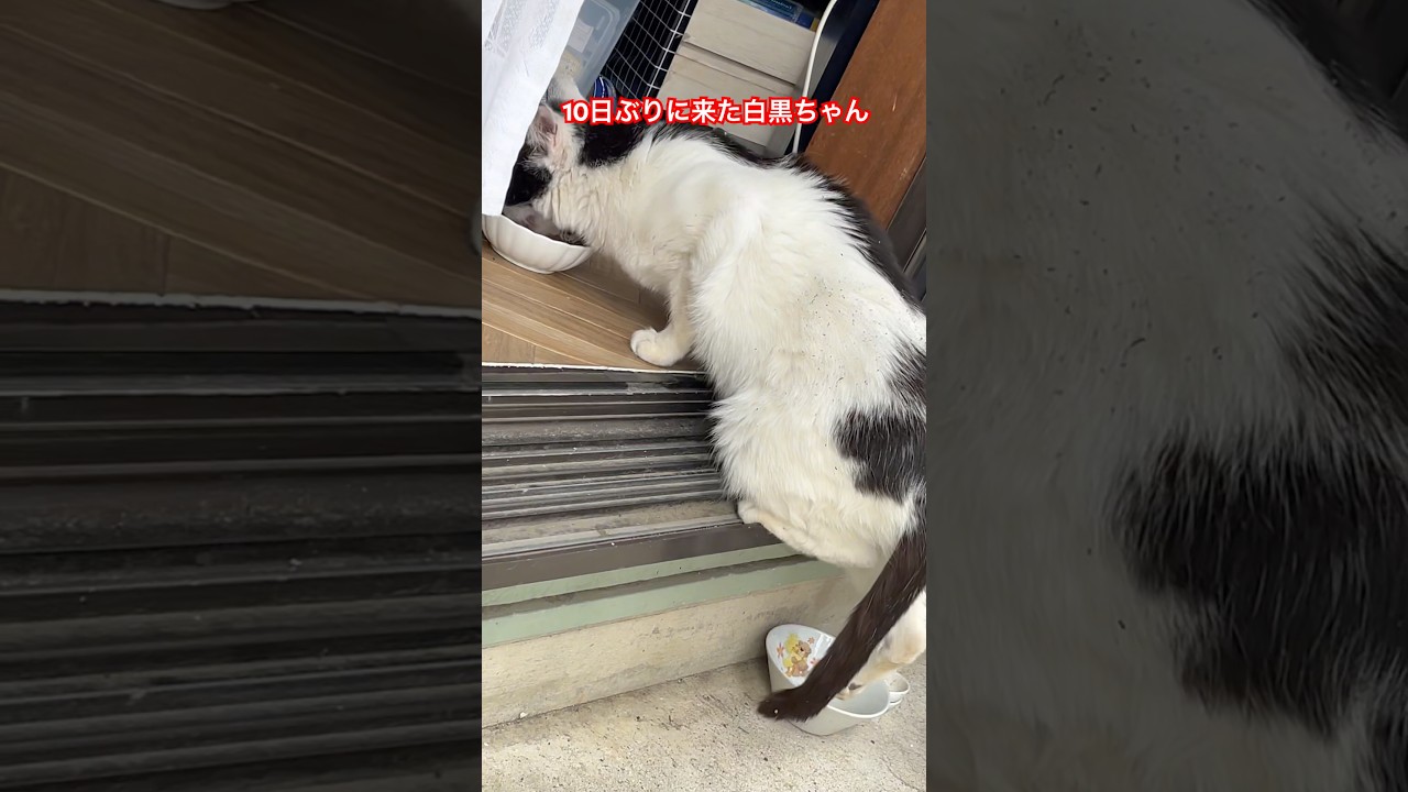 10日ぶりの白黒ちゃん😸#ねこ#cat#short#野良猫#癒し#猫動画#ごはん#japan#日本#ネコ#猫のいる暮らし #猫#猫好きさんと繋がりたい
