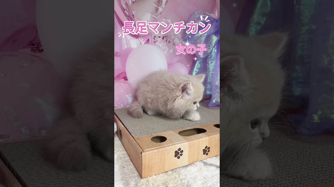 【ご家族様募集中】長足マンチカン女の子♡ #cat #かわいい子猫 #kitten #子猫 #cute #子猫ブリーダー #長足マンチカン #マンチカン
