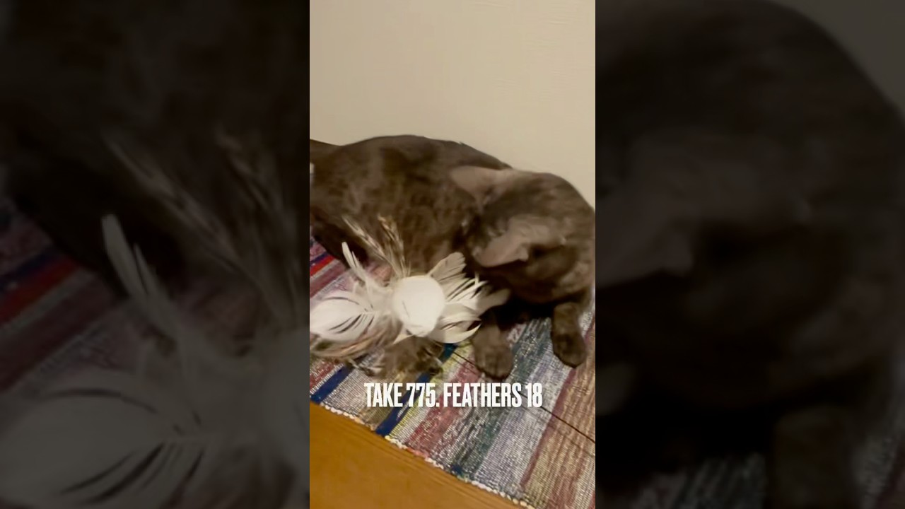 この #猫じゃらし 久々登場、嬉しいにゃ❗️#遊ぶ猫 #playingcat #egyptianmaucat #エジプシャンマウ #エジプシャンマウの仲間たち 母の #裂織 クロス #shorts