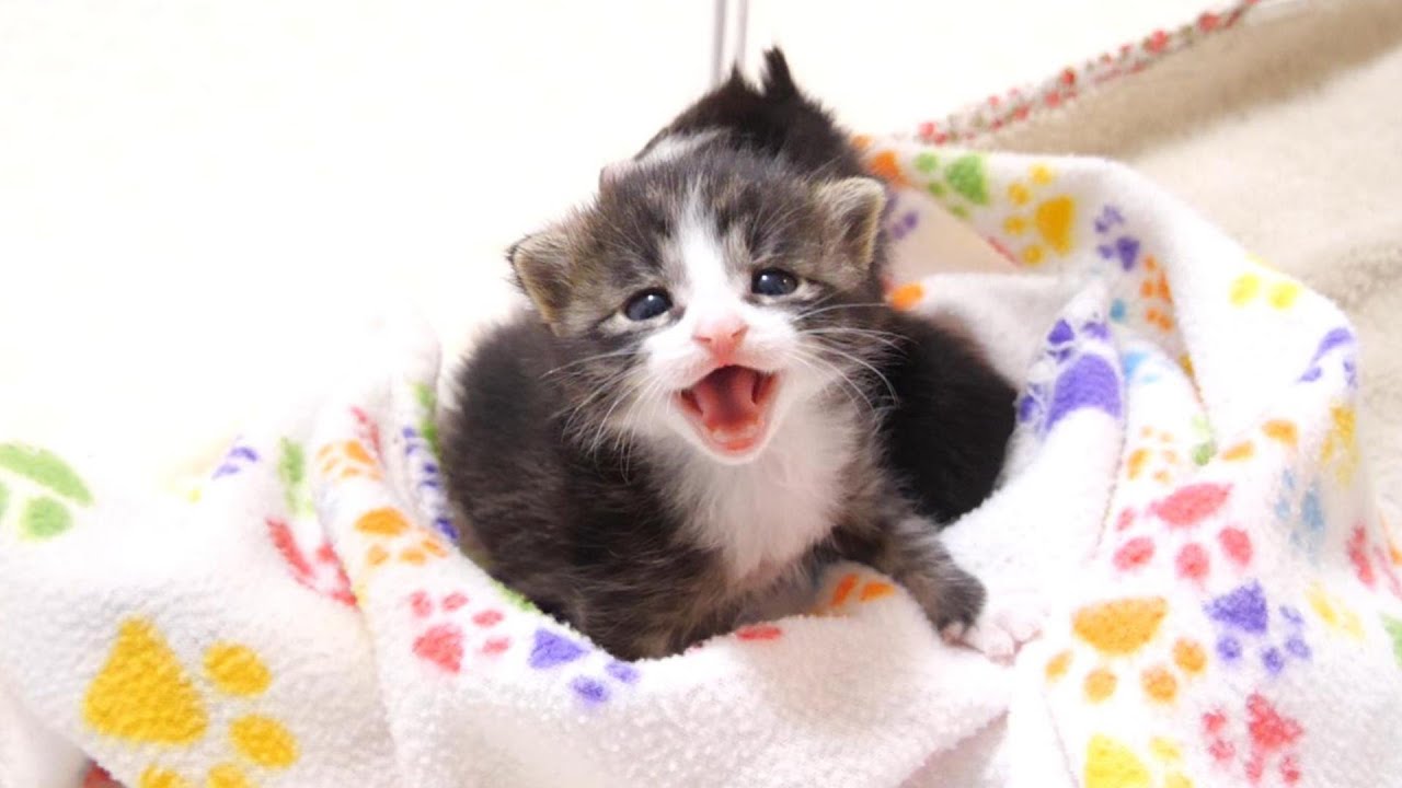 ママとはぐれた子猫が、寂しいよと鳴くので優しく抱っこするとおじの足をフミフミ【赤ちゃん猫　保護猫】