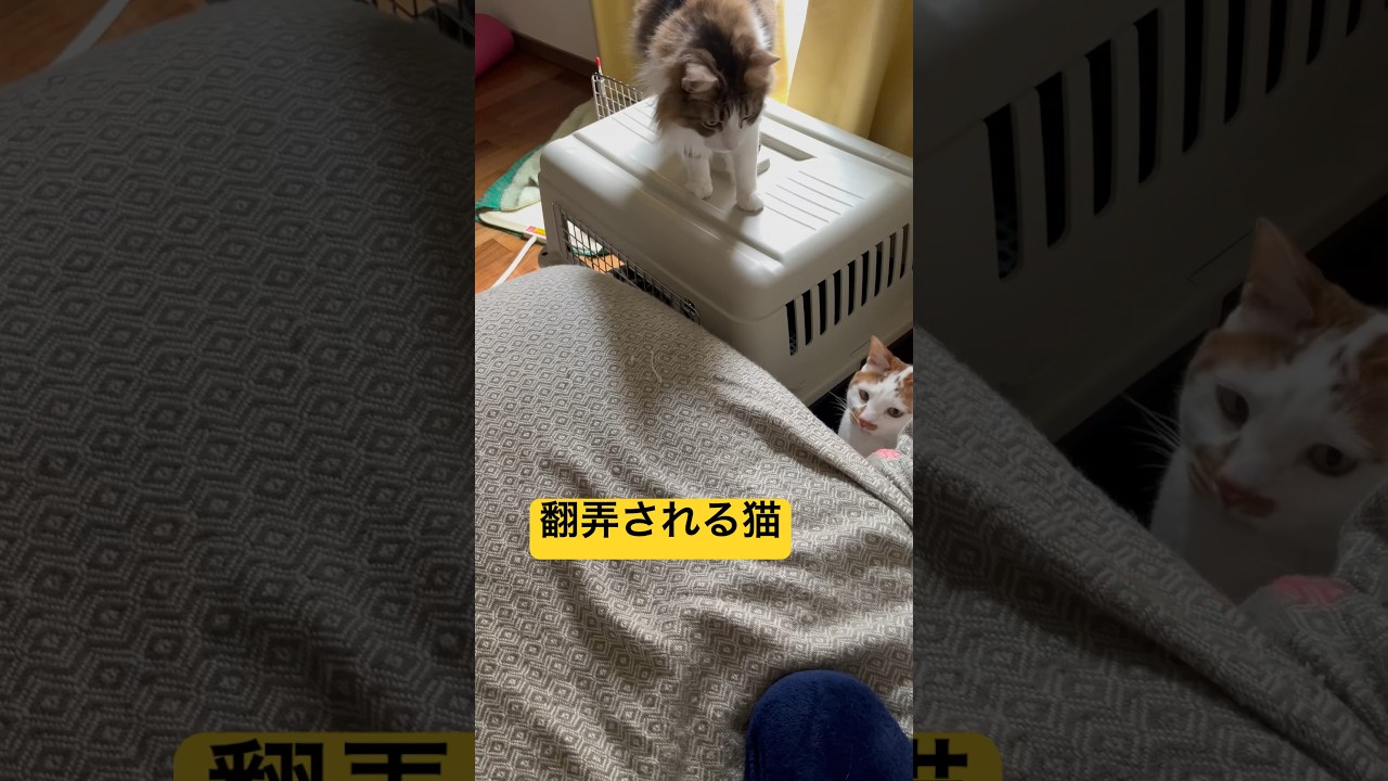 狩人の目をしてる猫たち #cat #日本猫 #保護猫 #norwegianforestcat #ノルウェージャンフォレストキャット