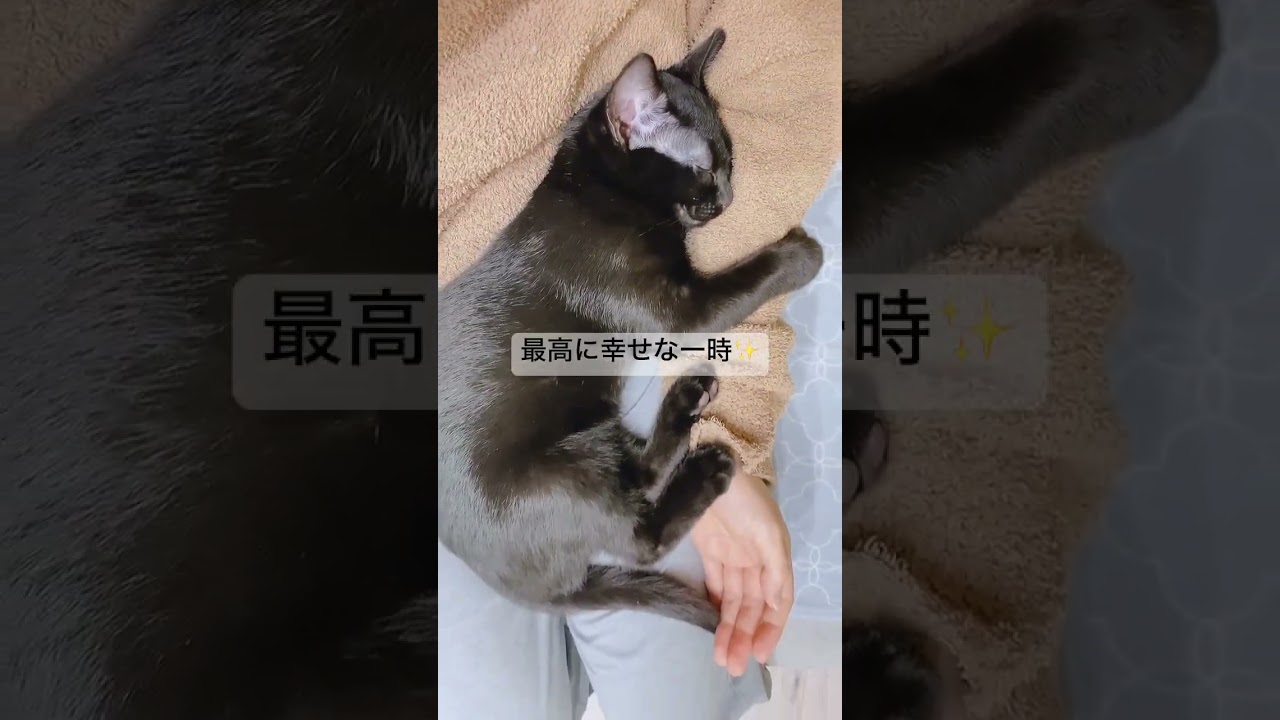 腕につかまってお昼寝する子猫 #睡眠用bgm #ゆりかごのうた #寝かしつけ #ネコ #ボンベイ #猫のいる暮らし #cat
