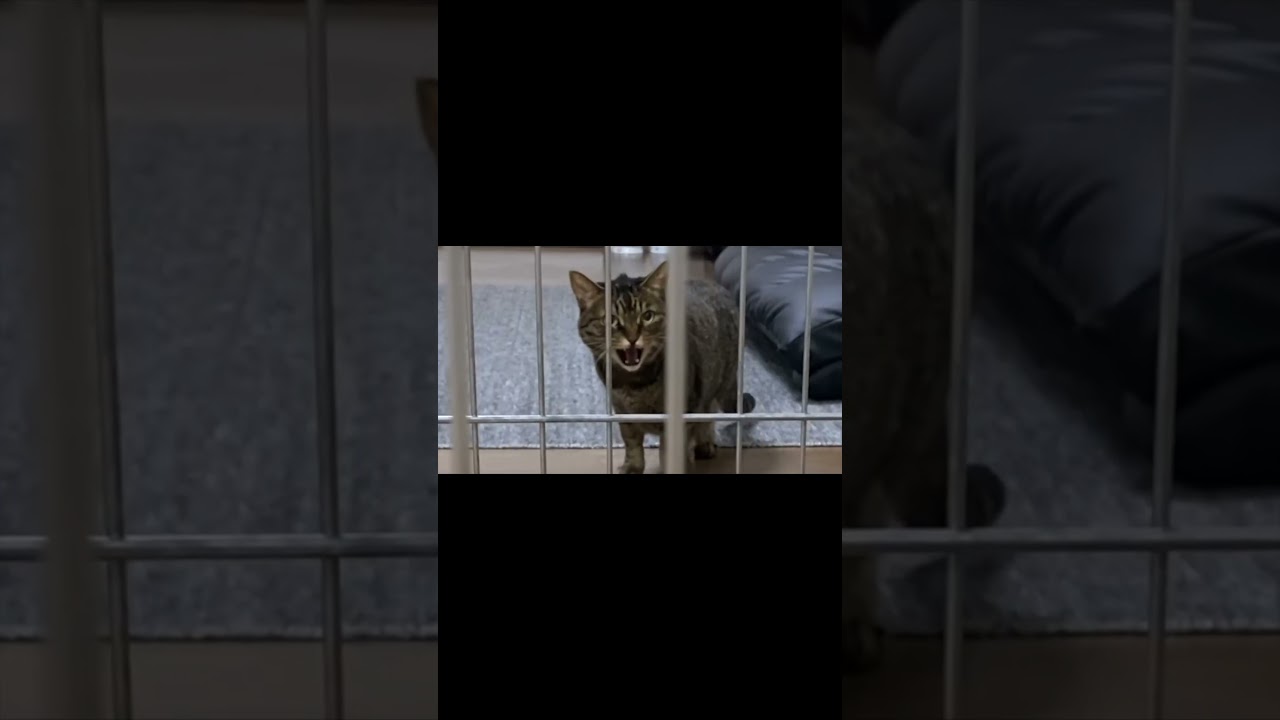 凶暴な先住猫が新入りの子猫と初対面したら...