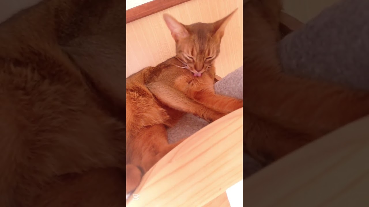 ❇️日向ぼっこしながら🤭🐈🎶⸒⸒memories of 2025【abyssinian cat boy】
