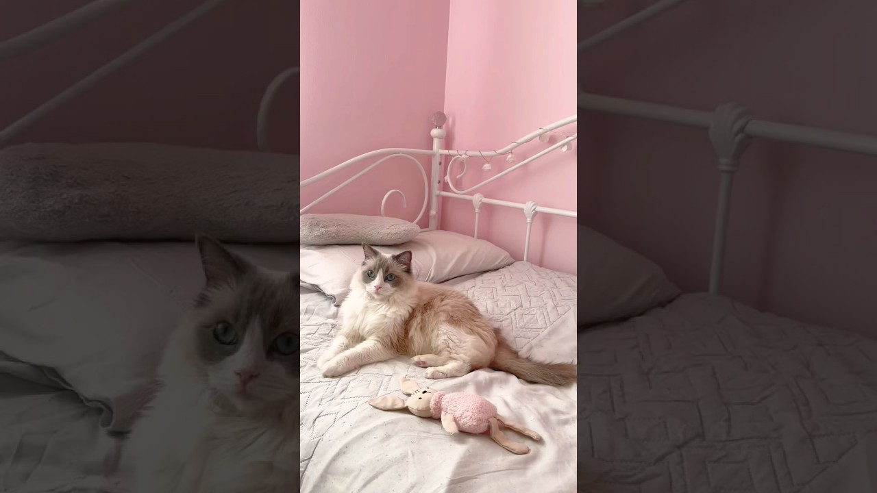 Let’s feed my Ragdoll cat breakfast