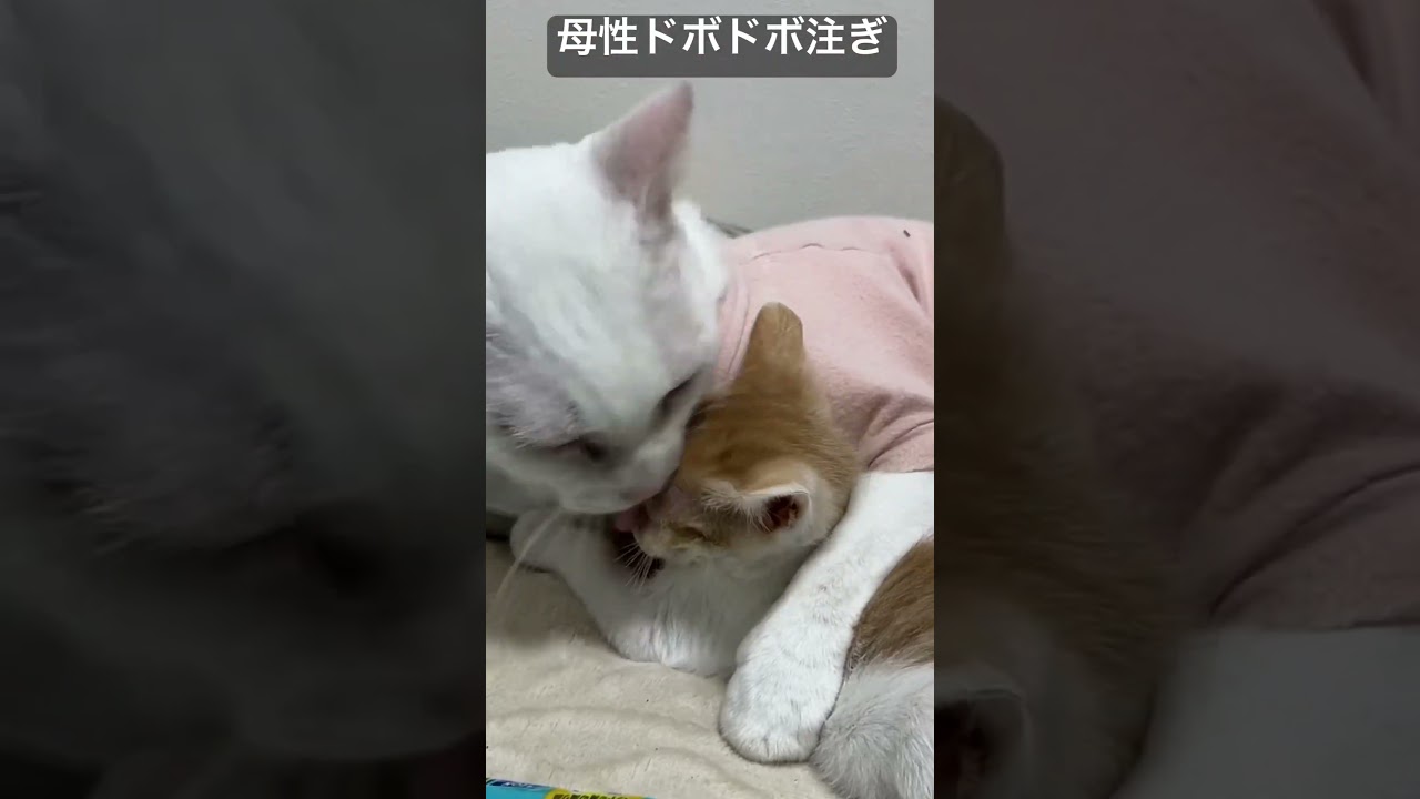 オス猫かあさん、ヨチヨチ子猫に母性ドボドボ注ぎ   #cat #kitten #猫 #子猫 #ねこ #こねこ #保護猫  #cute  #猫のいる暮らし #shorts