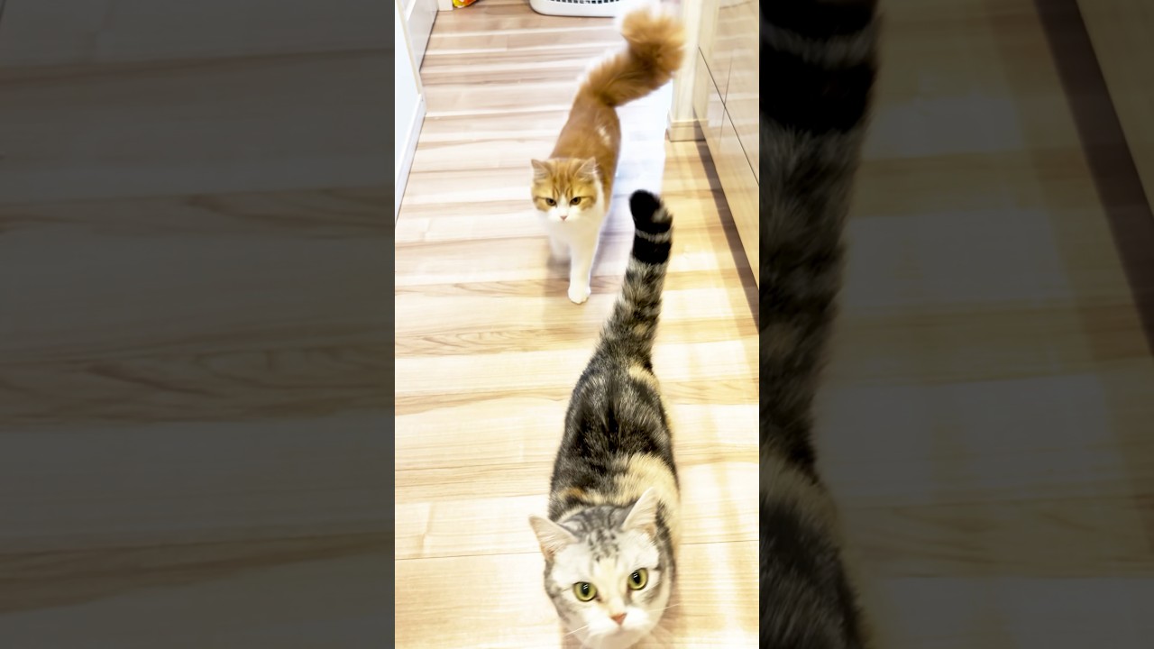 餌の号令でテクテク集まる先住猫と子猫 #マンチカン #スコティッシュフォールド #子猫 #子猫のいる生活 #munchkin #kitten #scottishfold