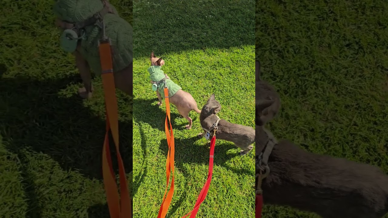 April Adventures with Our Two Adventure Cats! #shorts #pets #cats #sphynx #korat #adventures #dayout