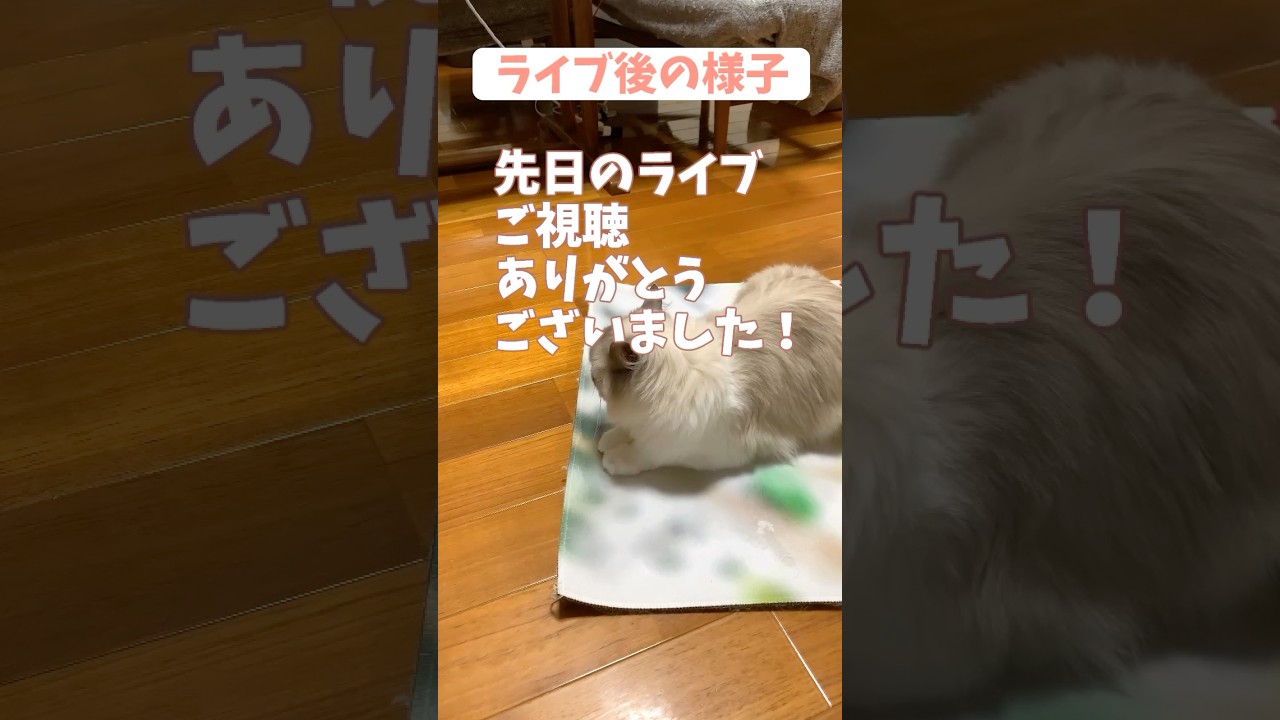 ライブ後の様子 #cat #猫 #ragdolls #ラグドール #shorts