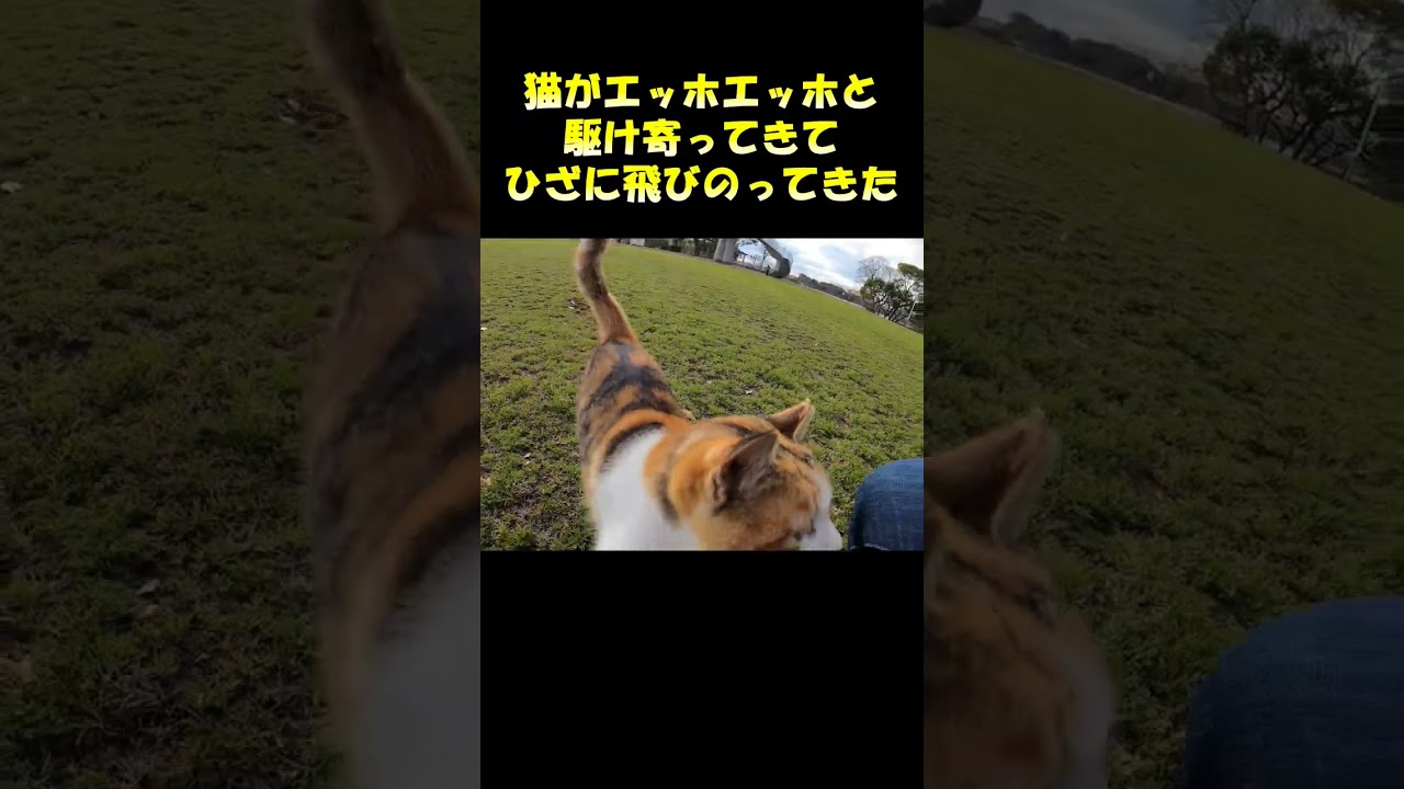 猫がエッホエッホと駆け寄ってきてひざに飛びのってきた #猫 #cat #ネコ