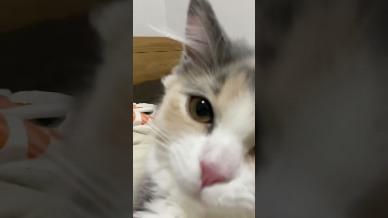 ある日の寝起き#cat #shorts