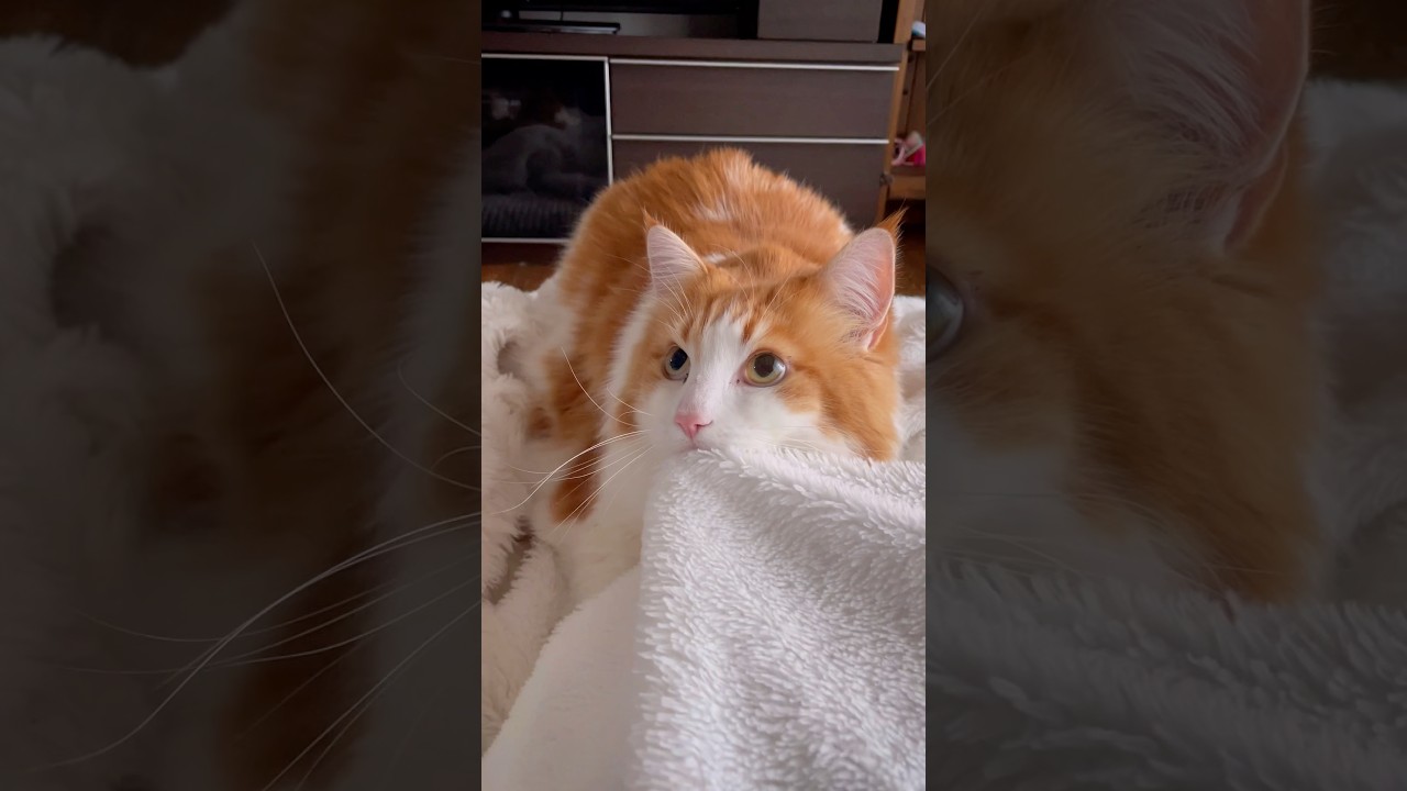#cat #ノルウェージャンフォレストキャット お久しぶりです😂全然投稿できてなくてごめんなさい🥲可愛い動画が撮れたので久しぶりに投稿します☺️
