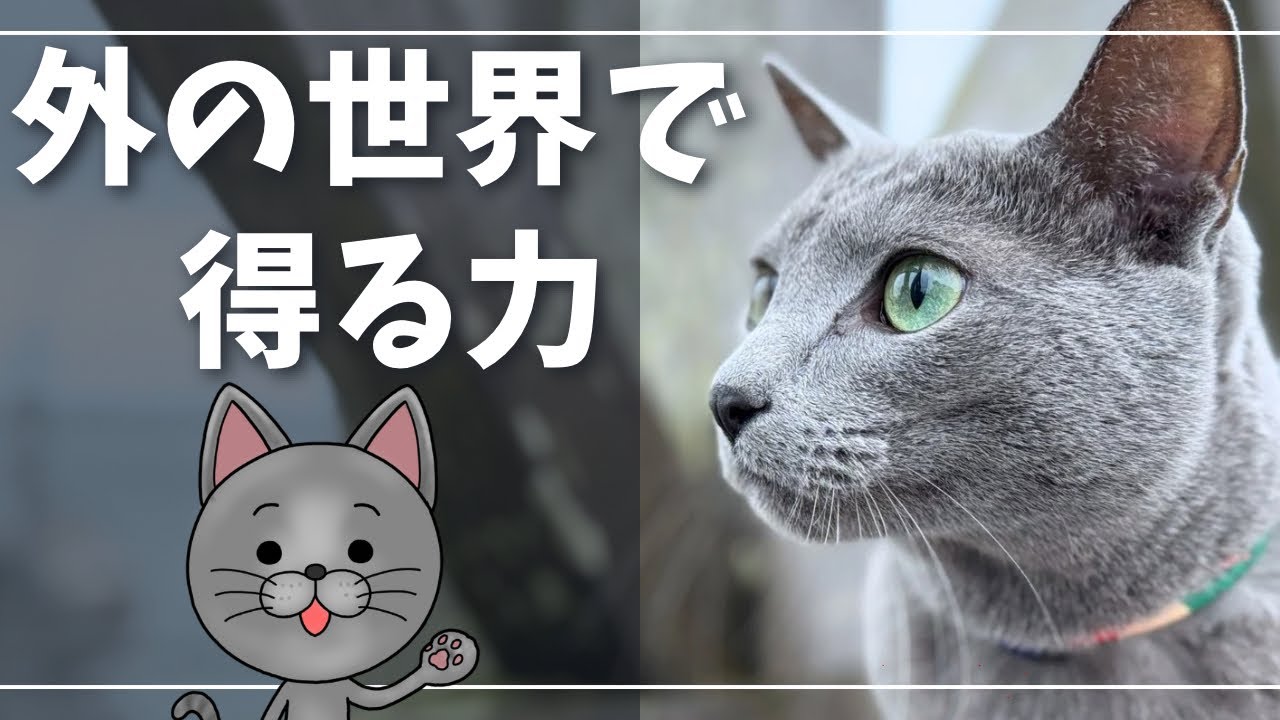 お散歩…リスクはあります。お外を見せるメリットは０か？【ロシアンブルー】猫