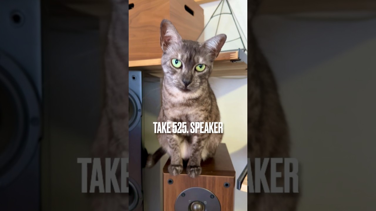 パパの#スピーカー の上に絶対上っちゃいけないって #わかっちゃいるけどやめられない にゃ❗️ママに叱られても #あくびでごまかす にゃ‼️ #お返事猫#egyptianmaucat #shorts