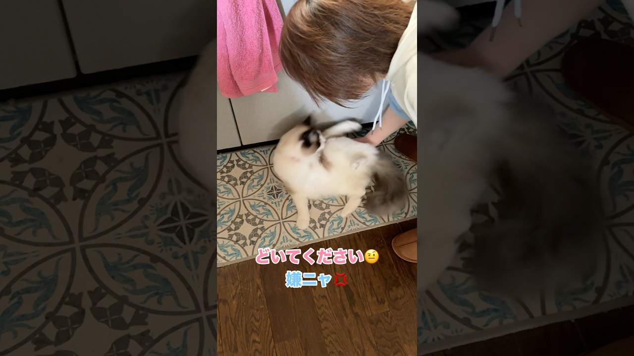 太々しい悪戯猫　#猫 #cat #ラグドール