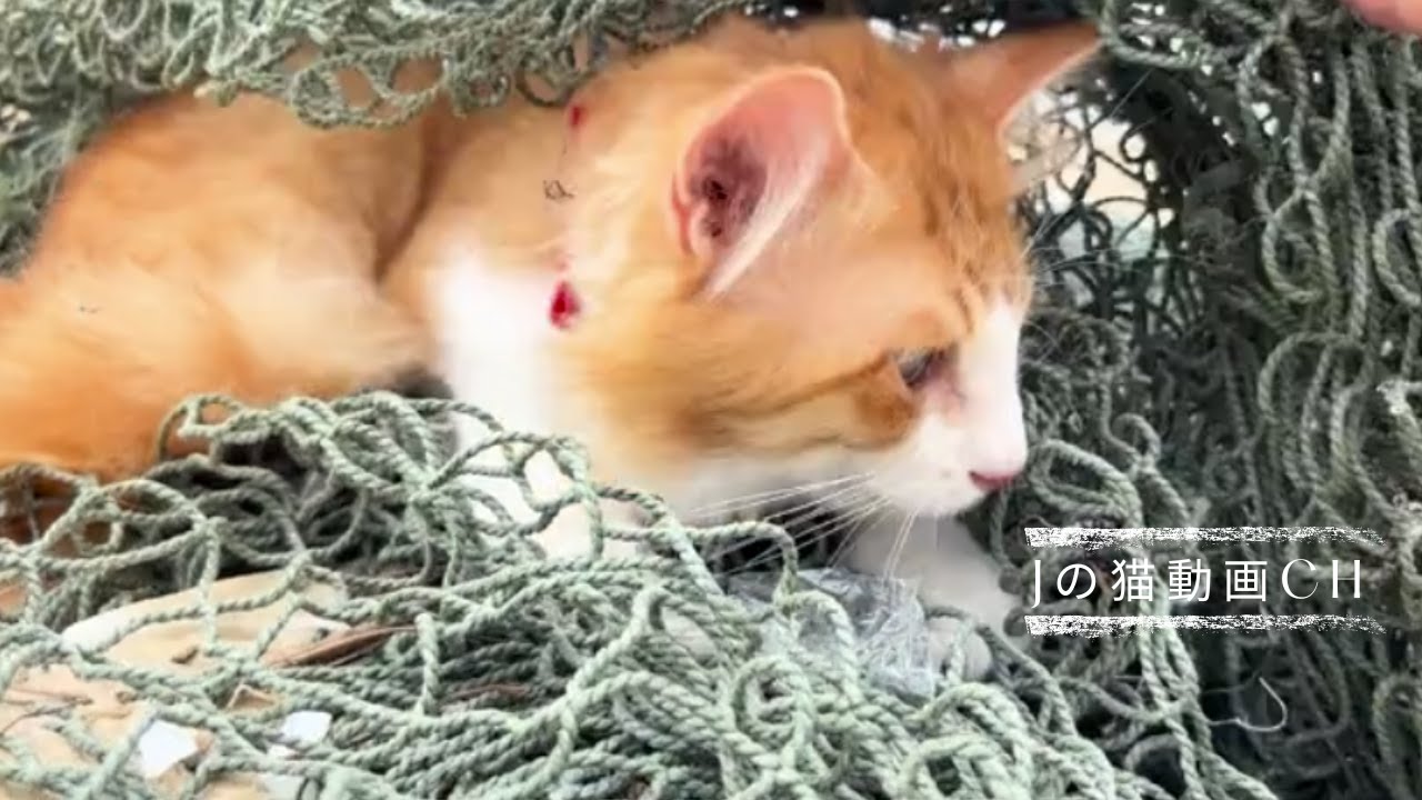#21（海で猫散歩）猫が漂着した漁師網にかかった？何かの罠？ねこ散歩でゴミ拾い中に、あみに入ったふくちゃんを出す。