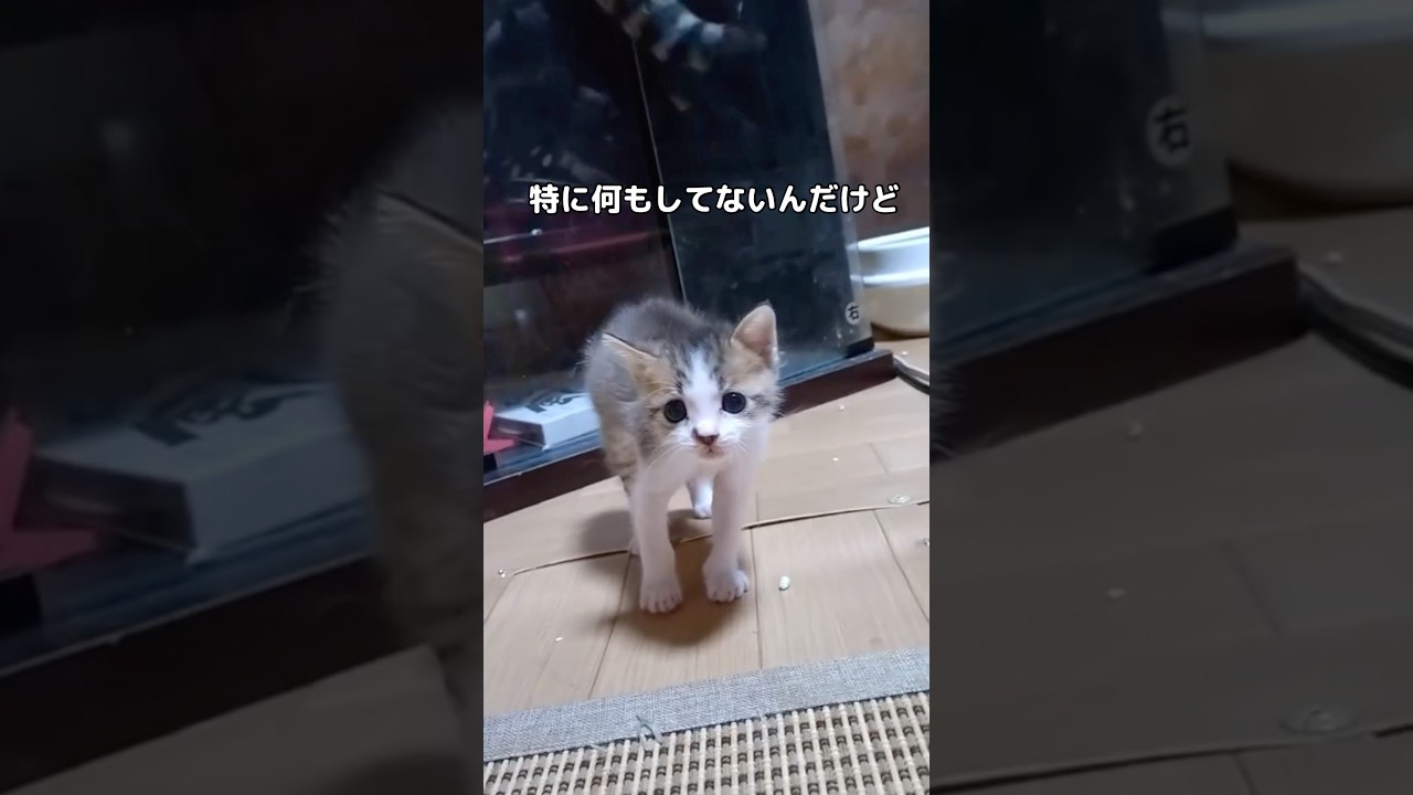 子猫、生まれて初めての威嚇をする #子猫 #黒猫 #キジトラ #shorts