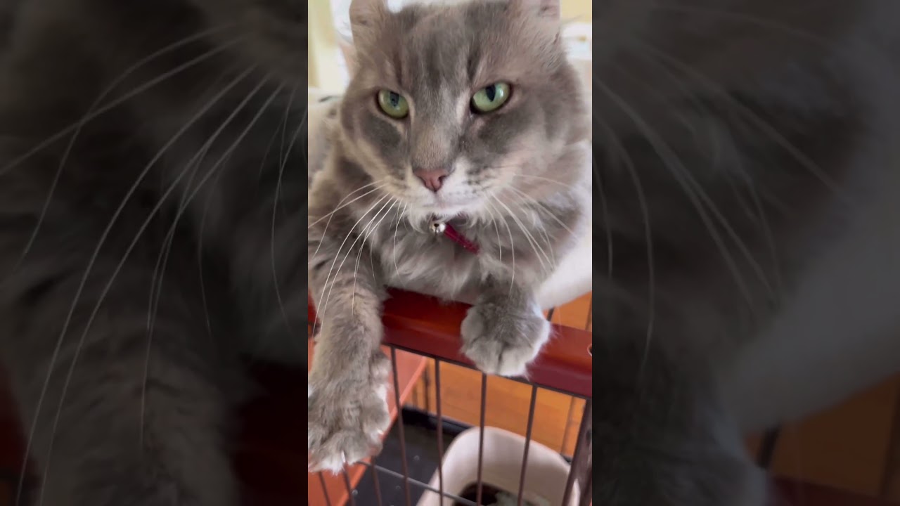 猫動画 #shorts アピールカールくん アメリカンカールの日常