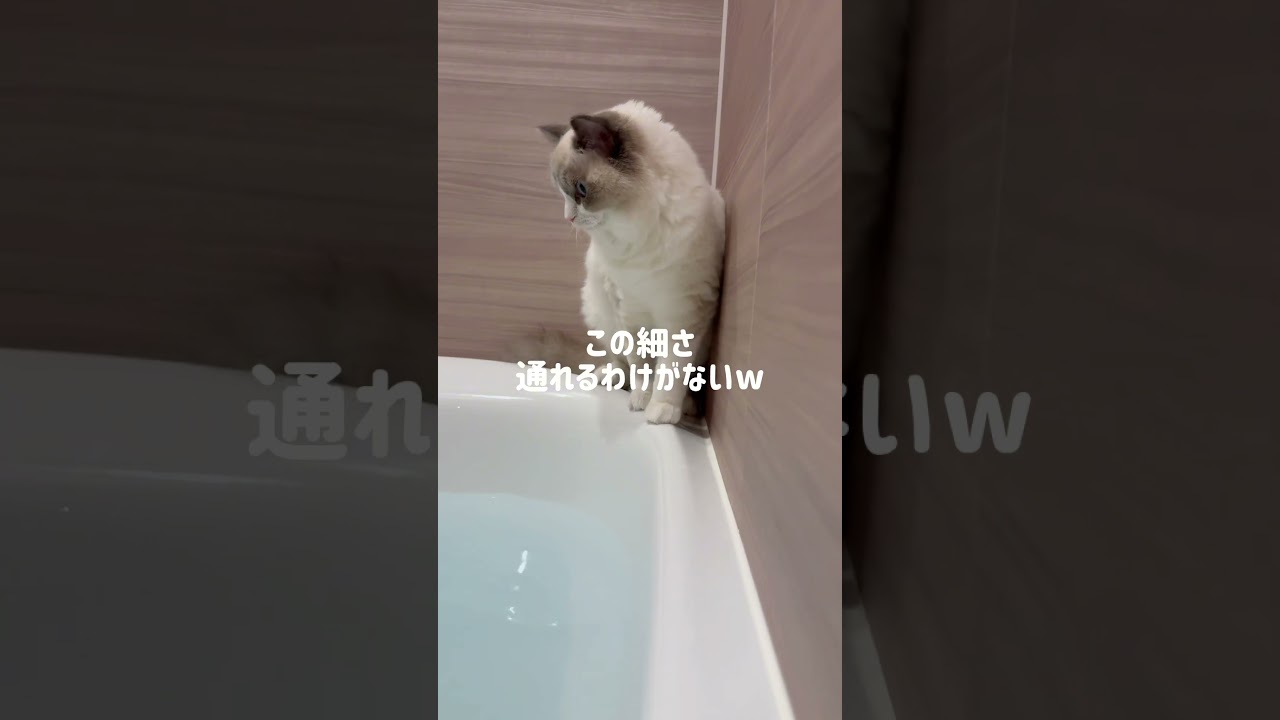 学ばない猫www #ラグドール #ブルーポイントバイカラー#ラガマフィン #子猫 #猫 #猫のいる暮らし#猫のいる生活 #ねこのいる生活 #ハチワレ #お風呂