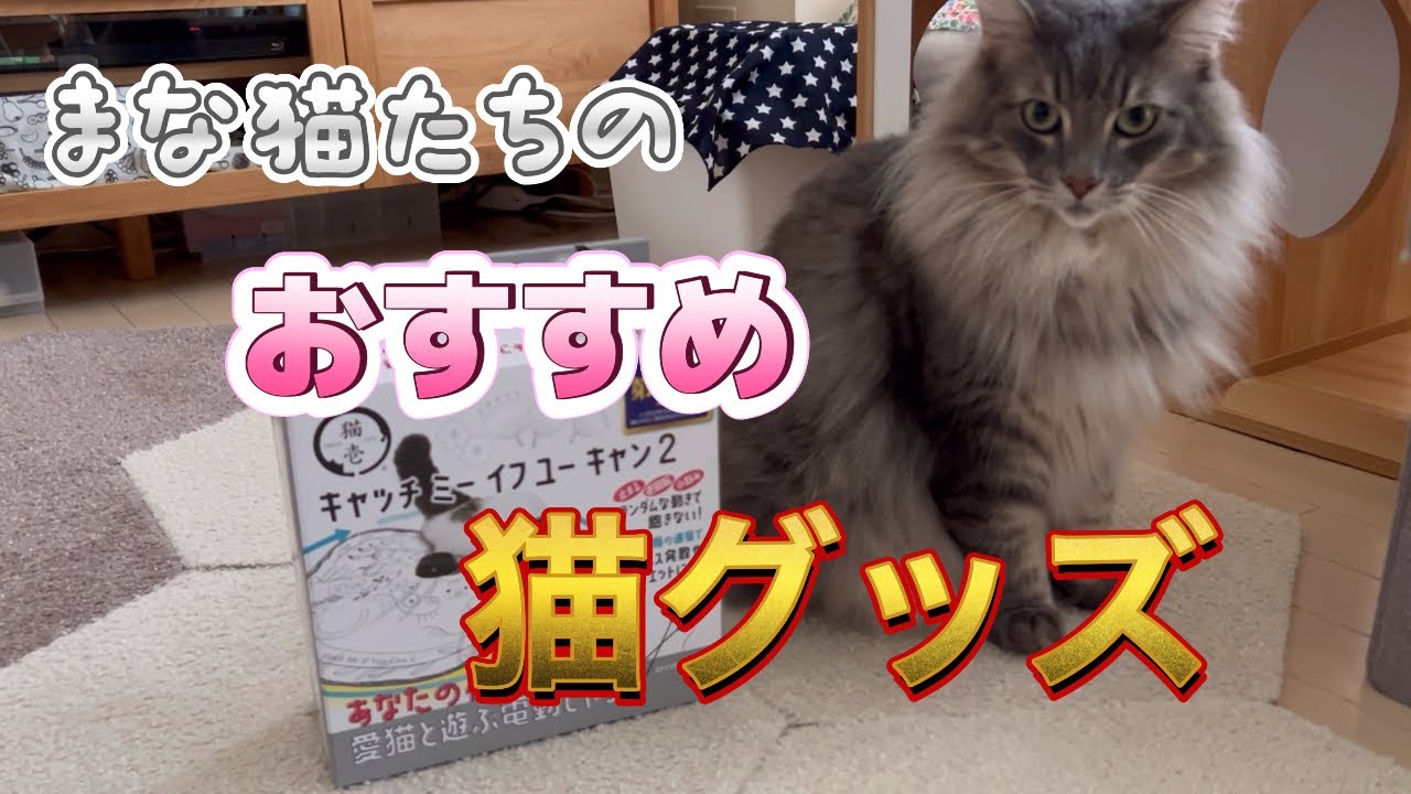まな猫たちのおすすめ猫グッズ #ノルウェージャンフォレストキャット #アビシニアン #サイベリアン #cat #まな猫