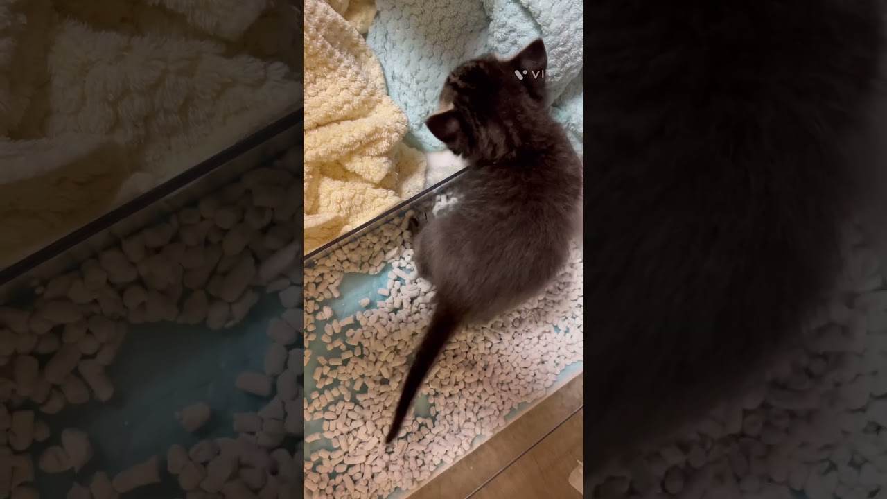 初めてのトイレ🚽　#shorts  #猫　#保護猫　#子猫　#トイトレ