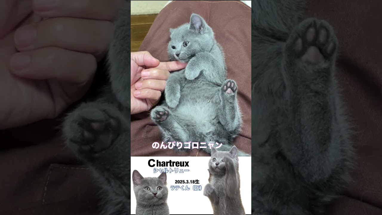 #shorts 【シャルトリュー子猫】膝の上でゴロゴロと #シャルトリュー #猫のいる生活