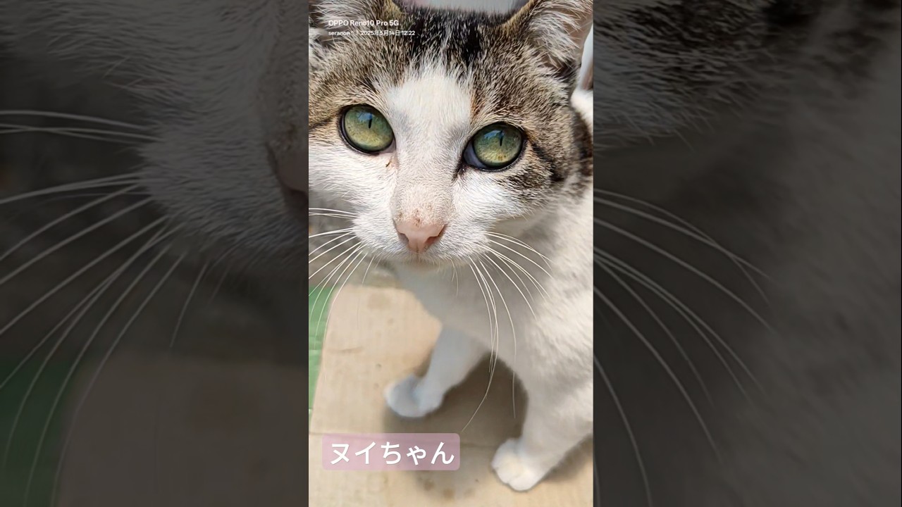 スープで水分！ #庭猫 #ヌイちゃん #cat #猫 2025.05.15