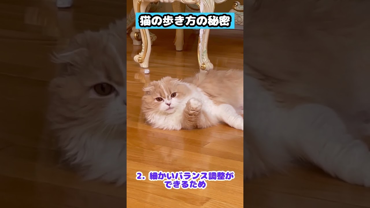 【猫の歩き方の秘密】#雑学#スコティッシュフォールド#猫あるある#猫かわいい#猫動画#猫おもしろい#Cat#Shorts