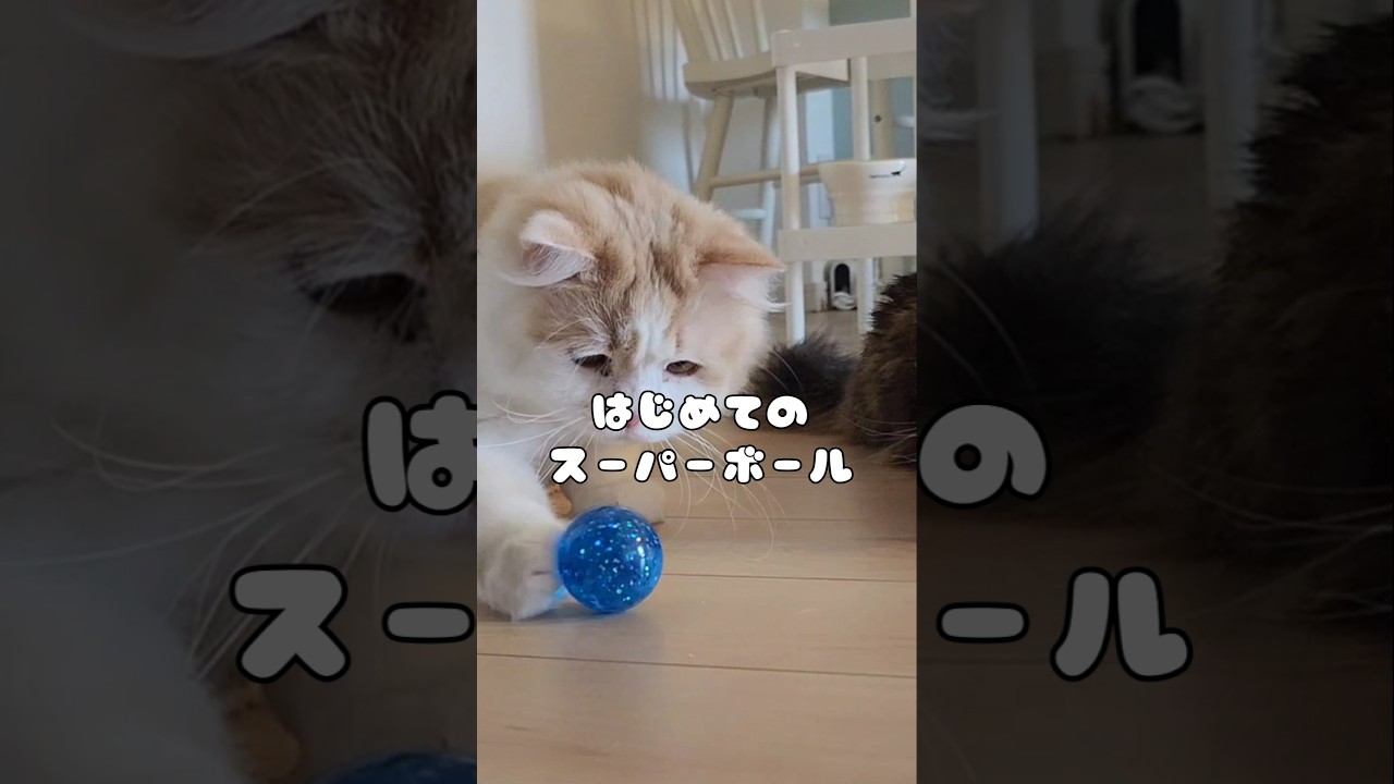 初めてのスーパーボール🐈🔵  #ラガマフィン #猫のいる暮らし #しらたまちゅーぶ #cat