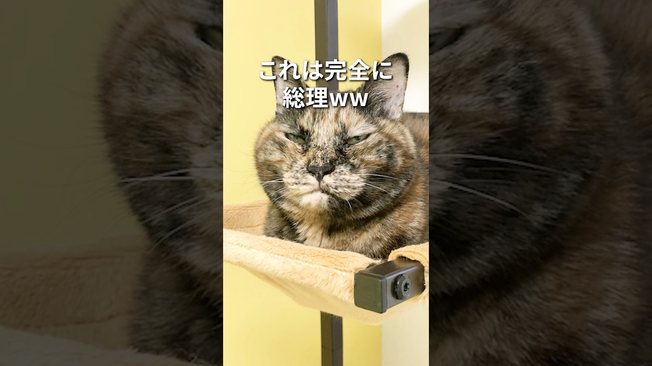 うちのサビ猫が総理大臣に似てるとよく言われます #猫
